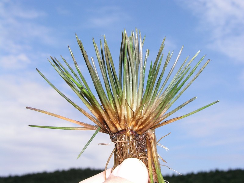 Spike Quillwort photo 7