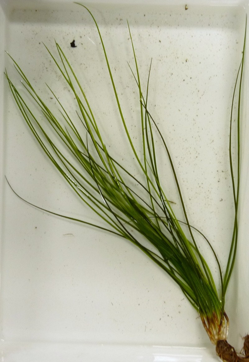 Isoetes pseudojaponica