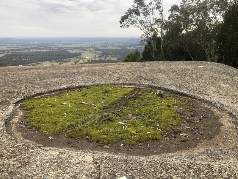 Isoetes pusilla