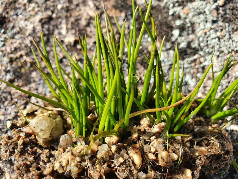 Isoetes pusilla photo 2
