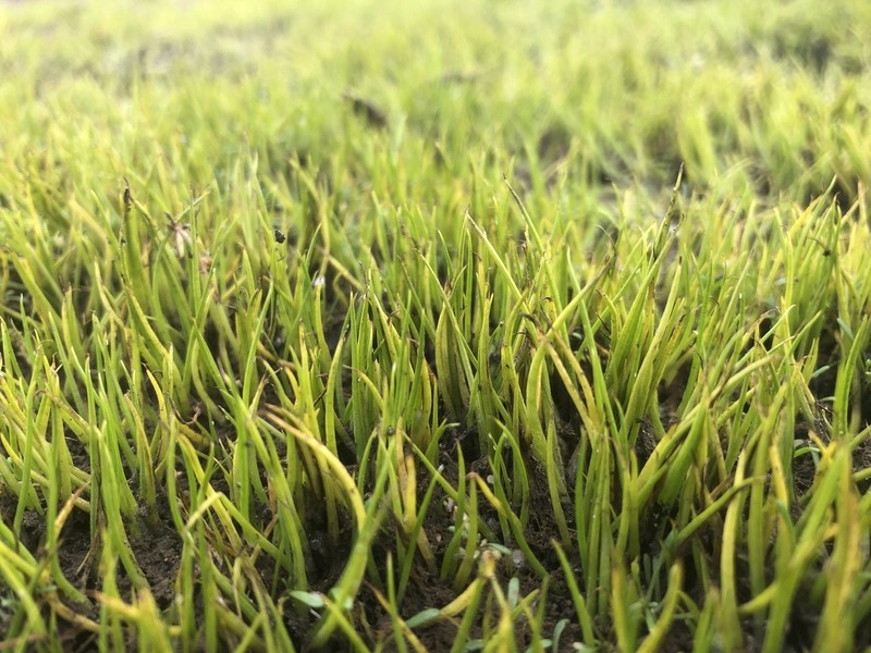 Isoetes pusilla photo 4