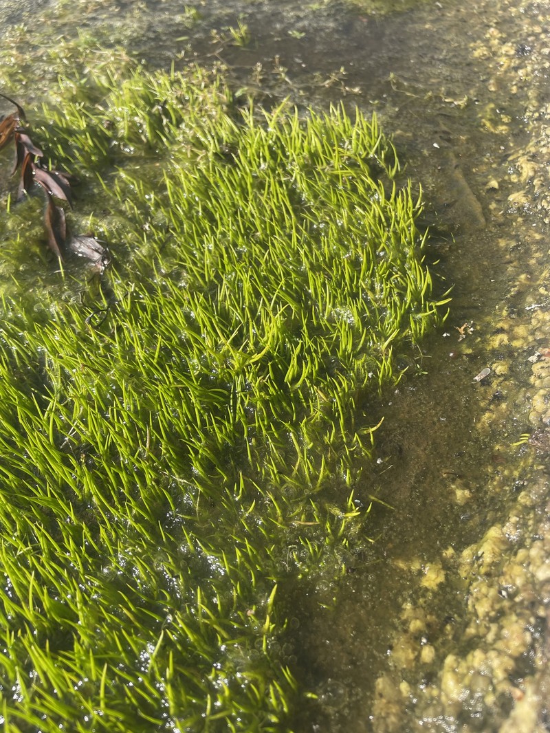 Isoetes pusilla photo 8