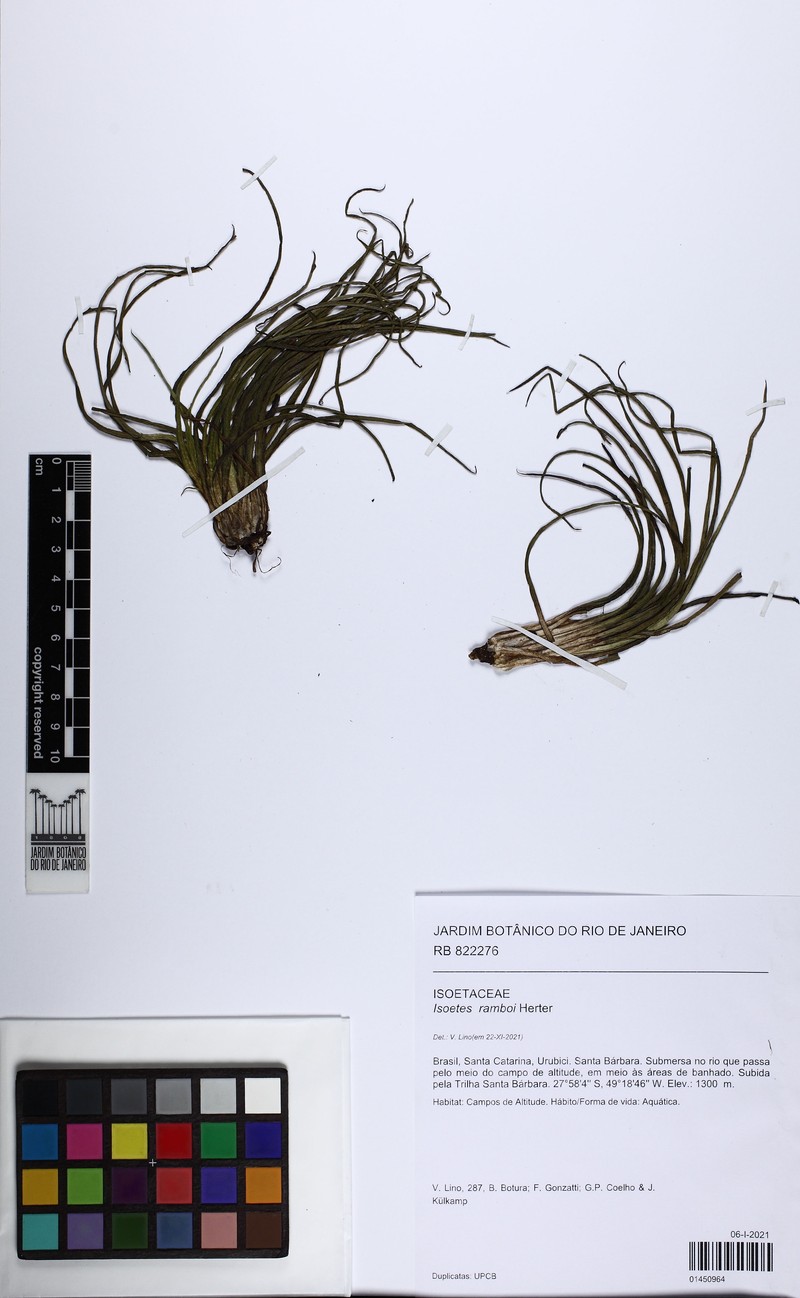 Isoetes ramboi