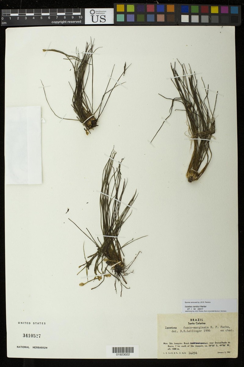 Isoetes ramboi photo 2