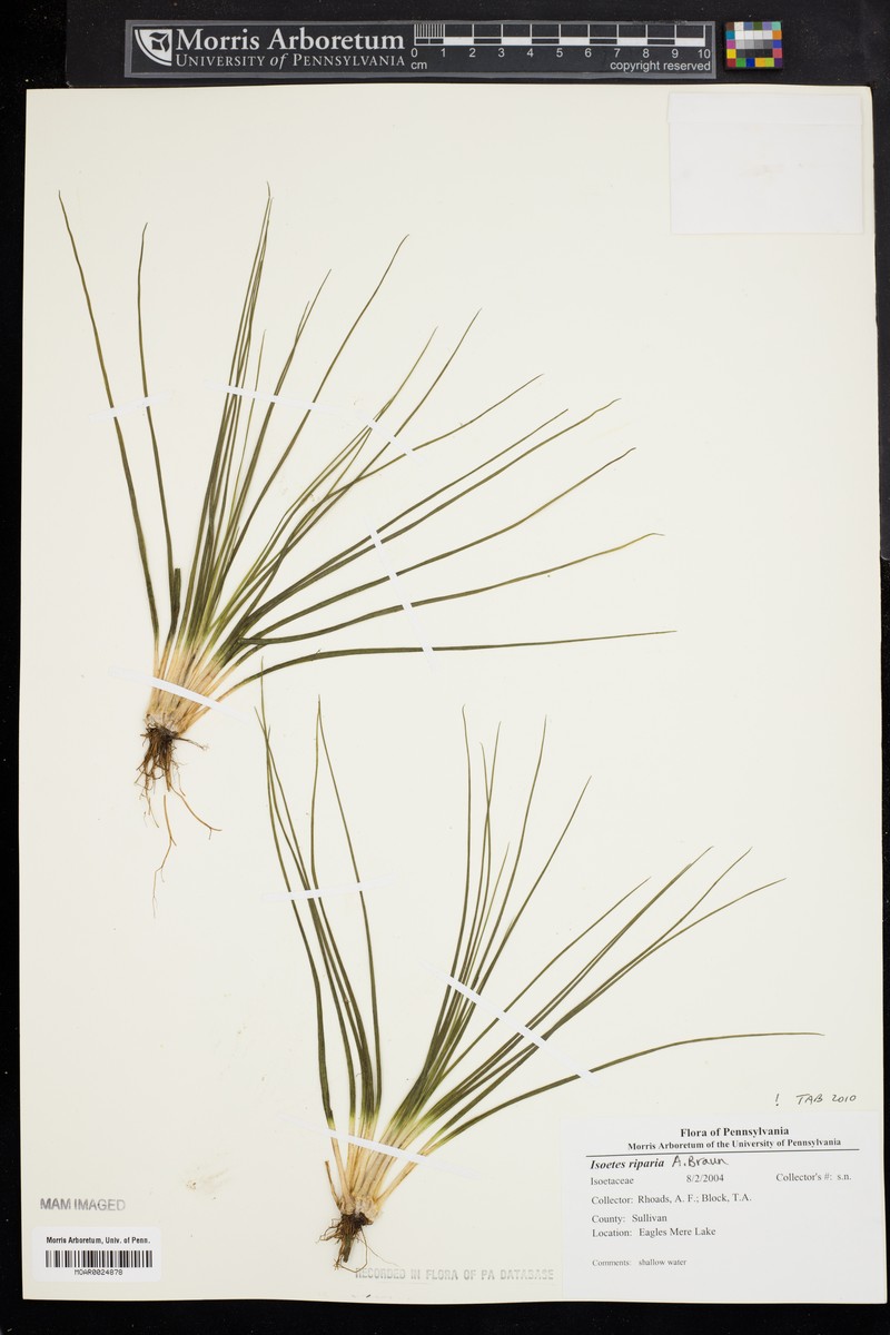 Shore Quillwort photo 3