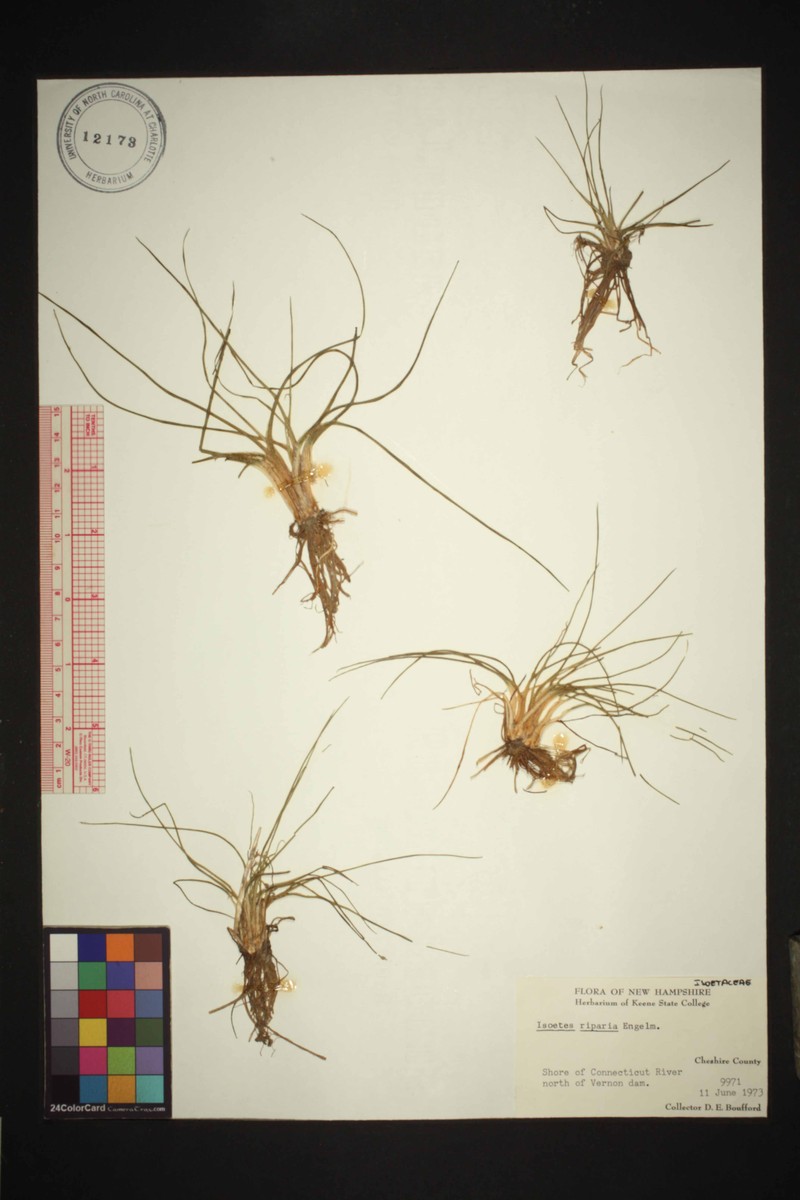 Isoetes riparia var. riparia