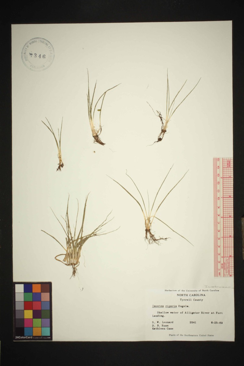 Isoetes riparia var. riparia photo 2