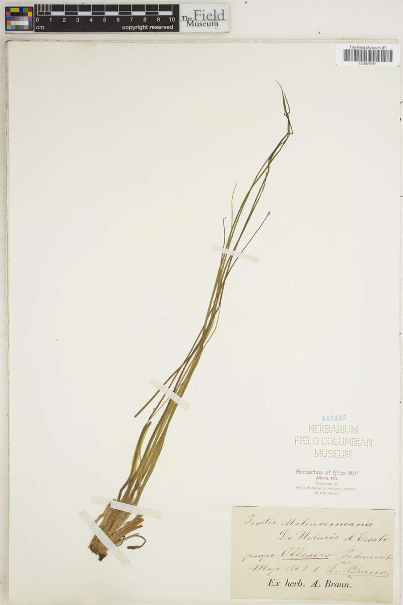 Isoetes sahyadrii