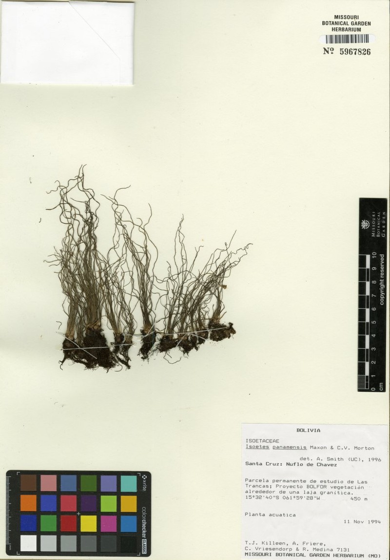 Isoetes santacruzensis