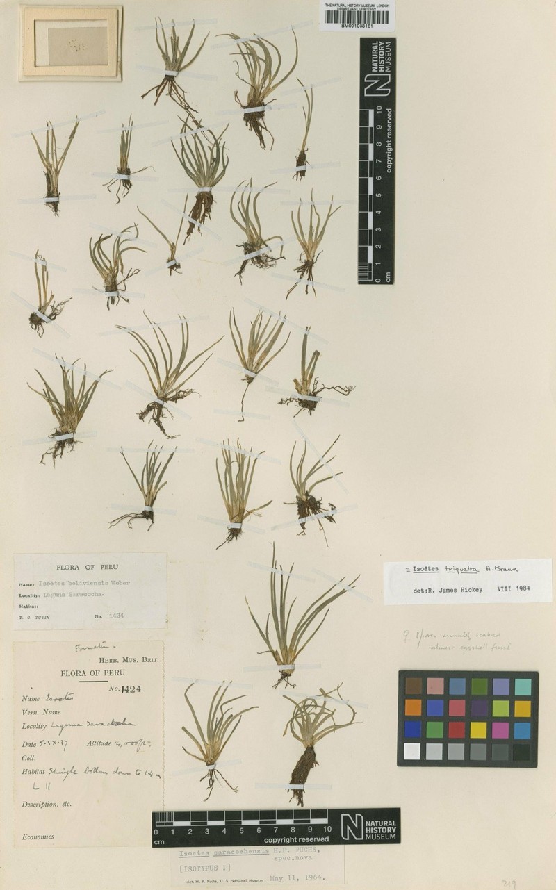 Isoetes saracochensis