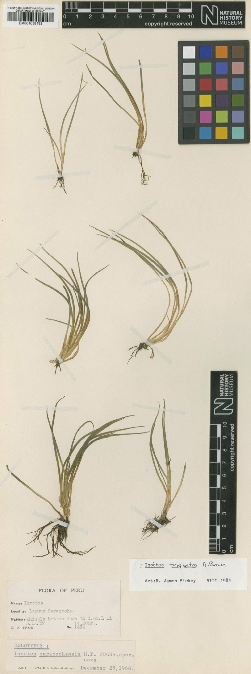Isoetes saracochensis photo 2