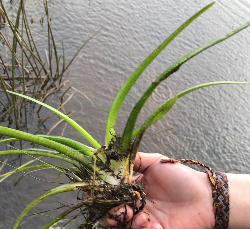 Isoetes savatieri