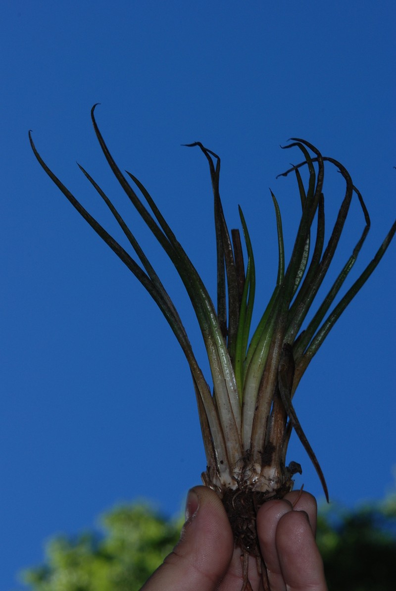 Isoetes savatieri photo 2