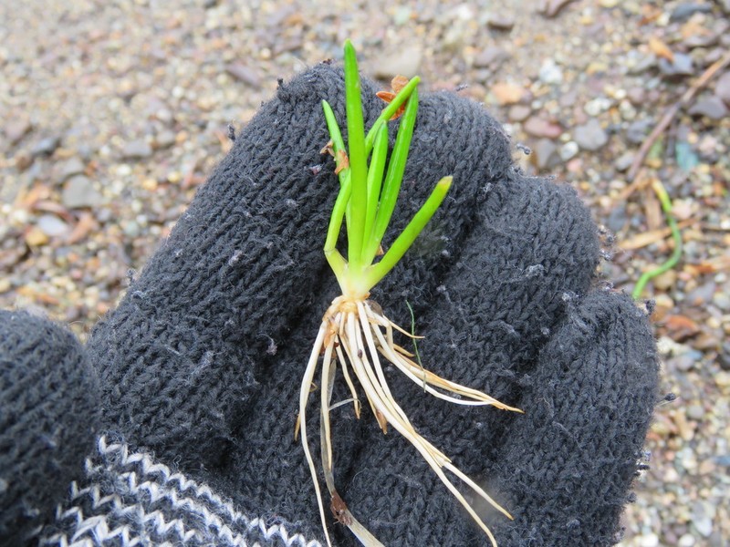 Isoetes savatieri photo 3