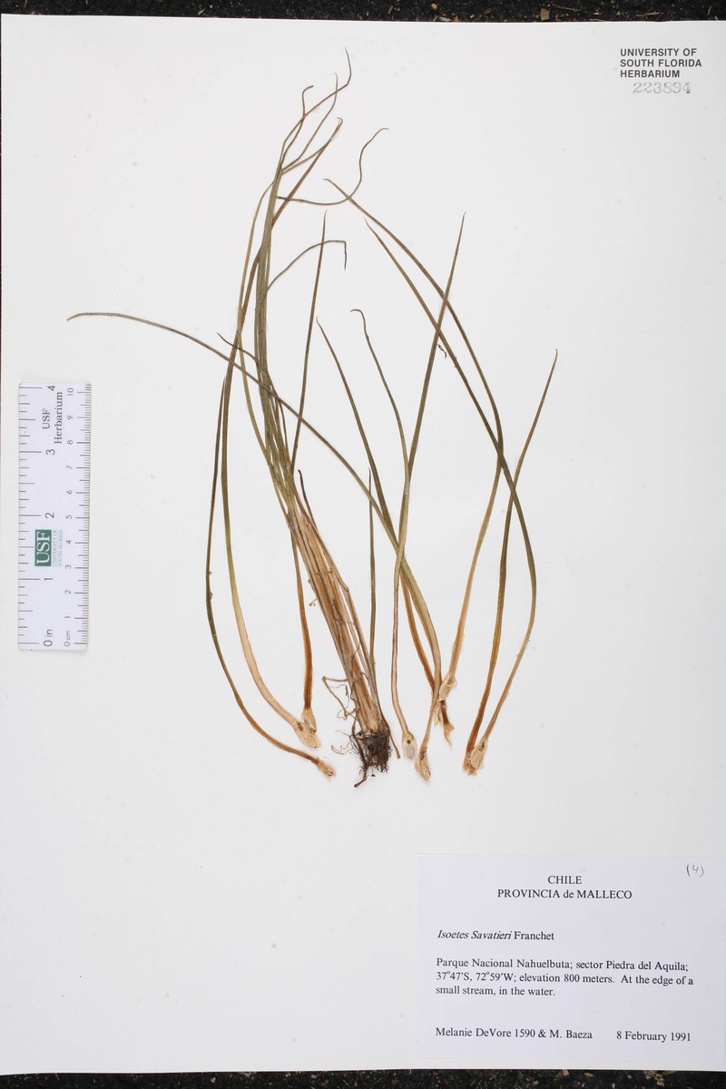 Isoetes savatieri photo 4