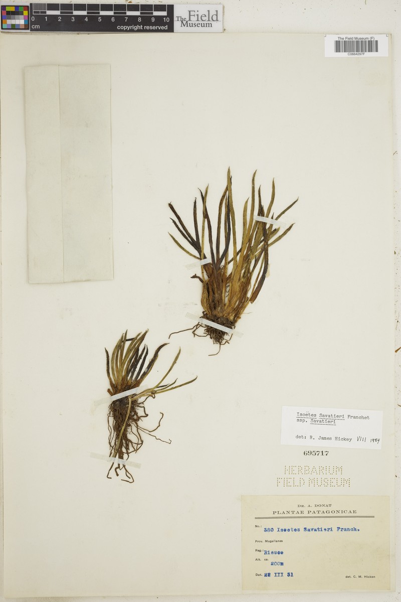 Isoetes savatieri photo 5