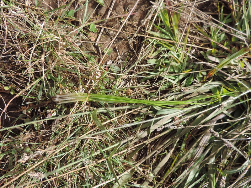 Isoetes schweinfurthii photo 2