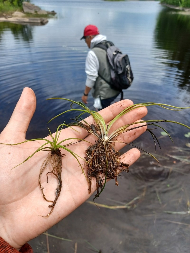 Isoetes septentrionalis photo 2