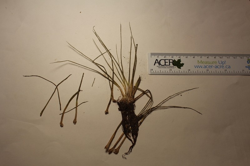 Isoetes septentrionalis photo 3
