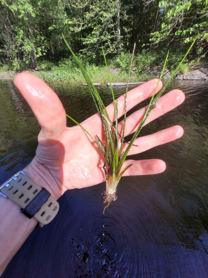 Isoetes septentrionalis photo 4