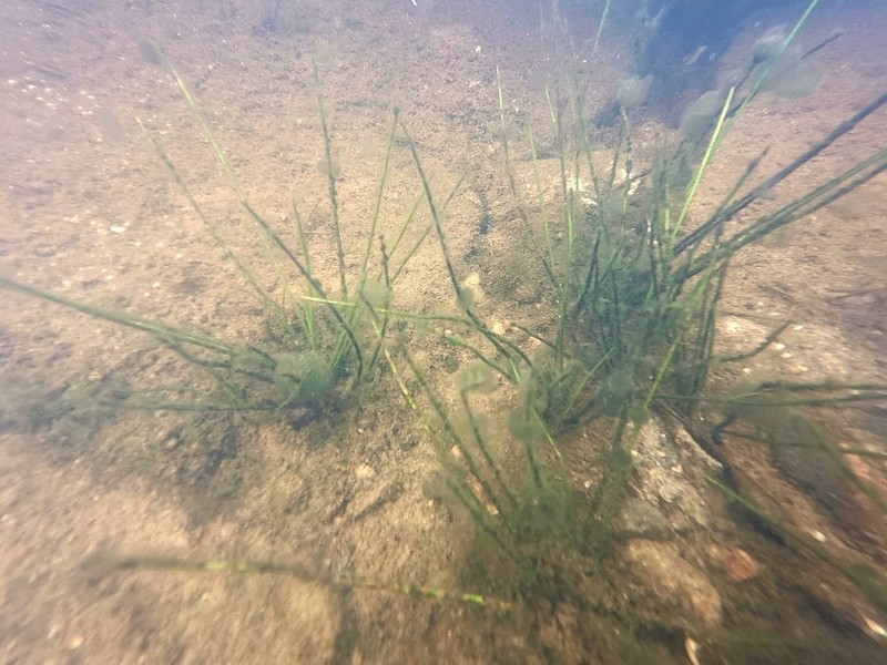 Isoetes septentrionalis photo 5