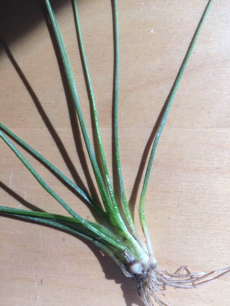 Isoetes septentrionalis photo 6