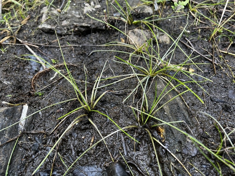Isoetes septentrionalis photo 7