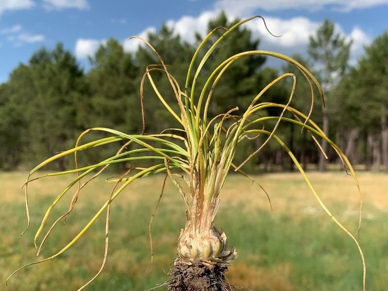 Isoetes setacea photo 7