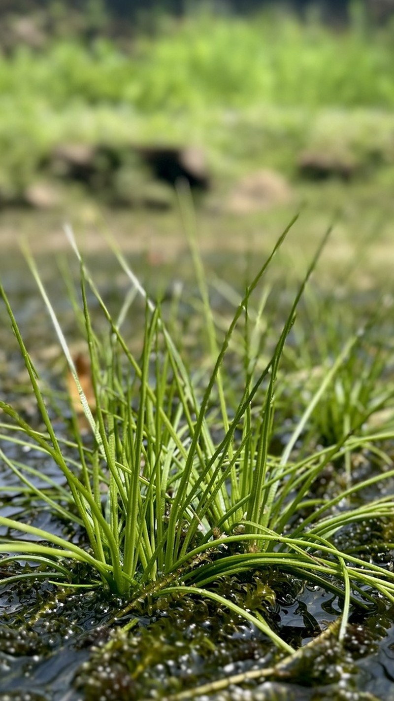 Isoetes sinensis photo 3