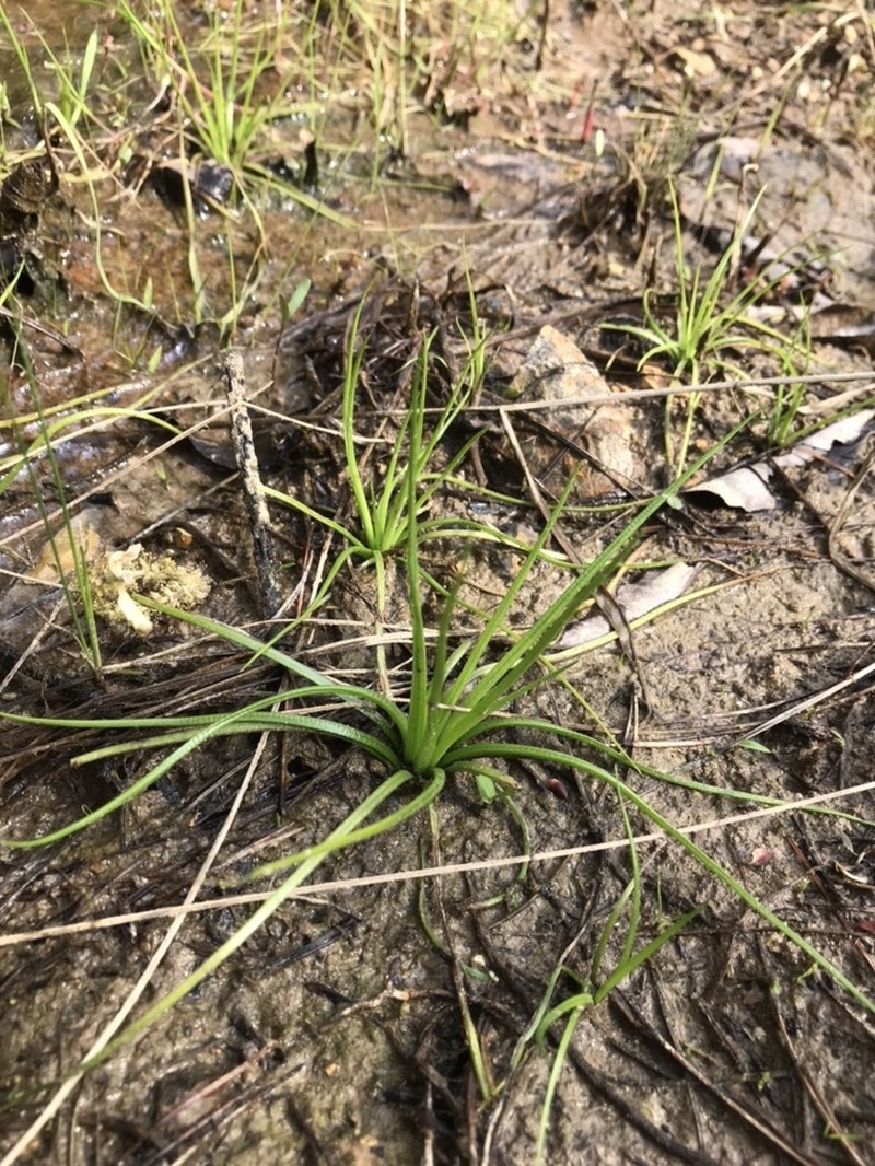 Isoetes sinensis photo 4