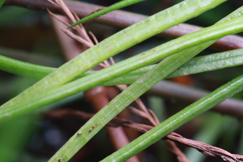 Isoetes sinensis photo 5
