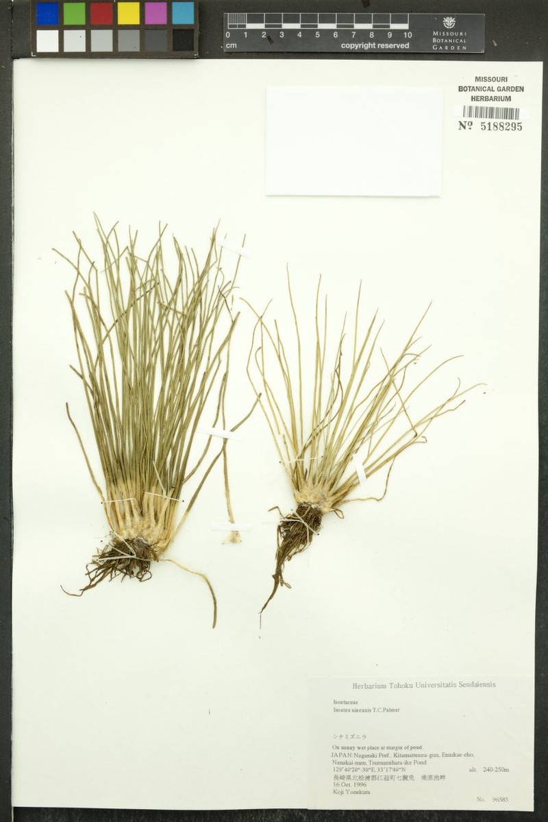 Isoetes sinensis photo 6