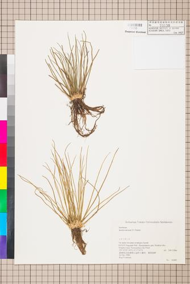 Isoetes sinensis photo 7