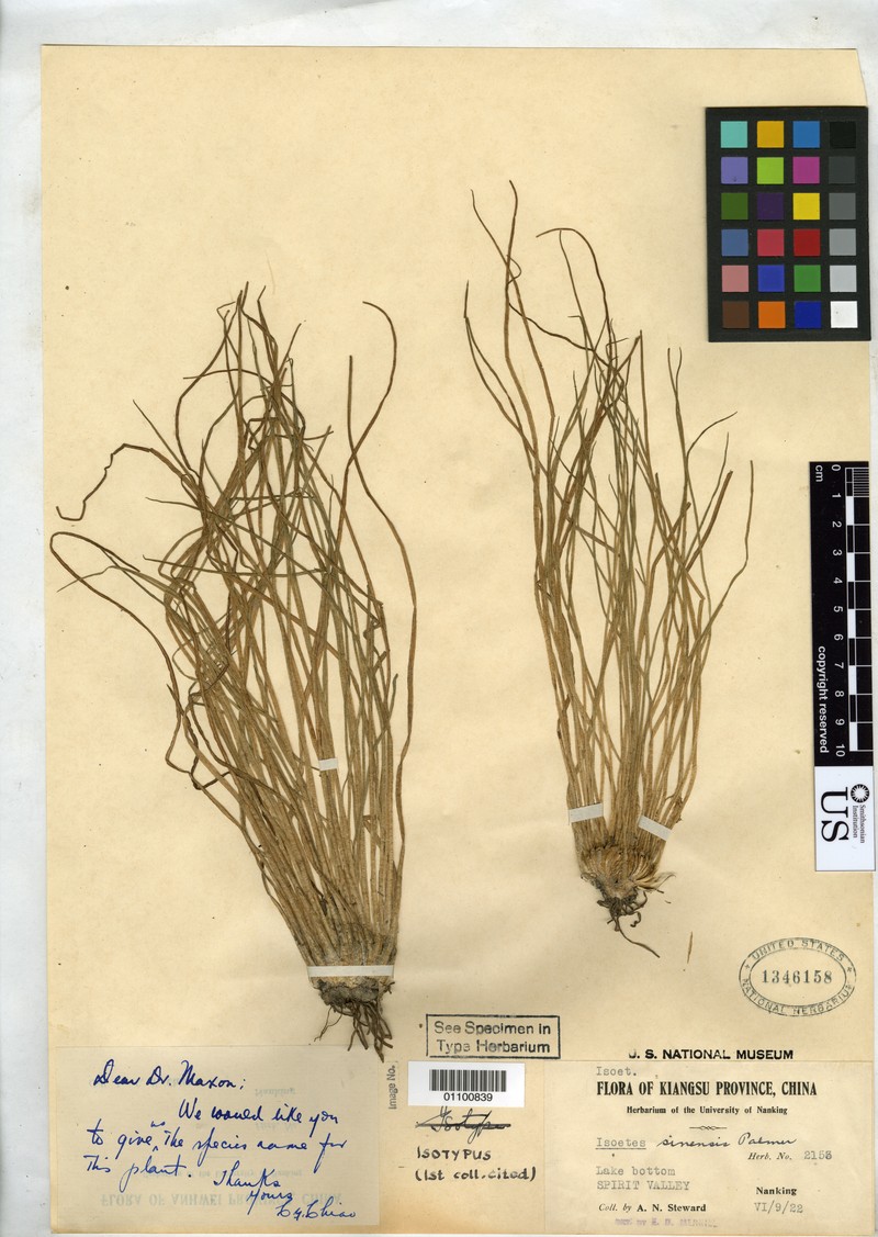 Isoetes sinensis