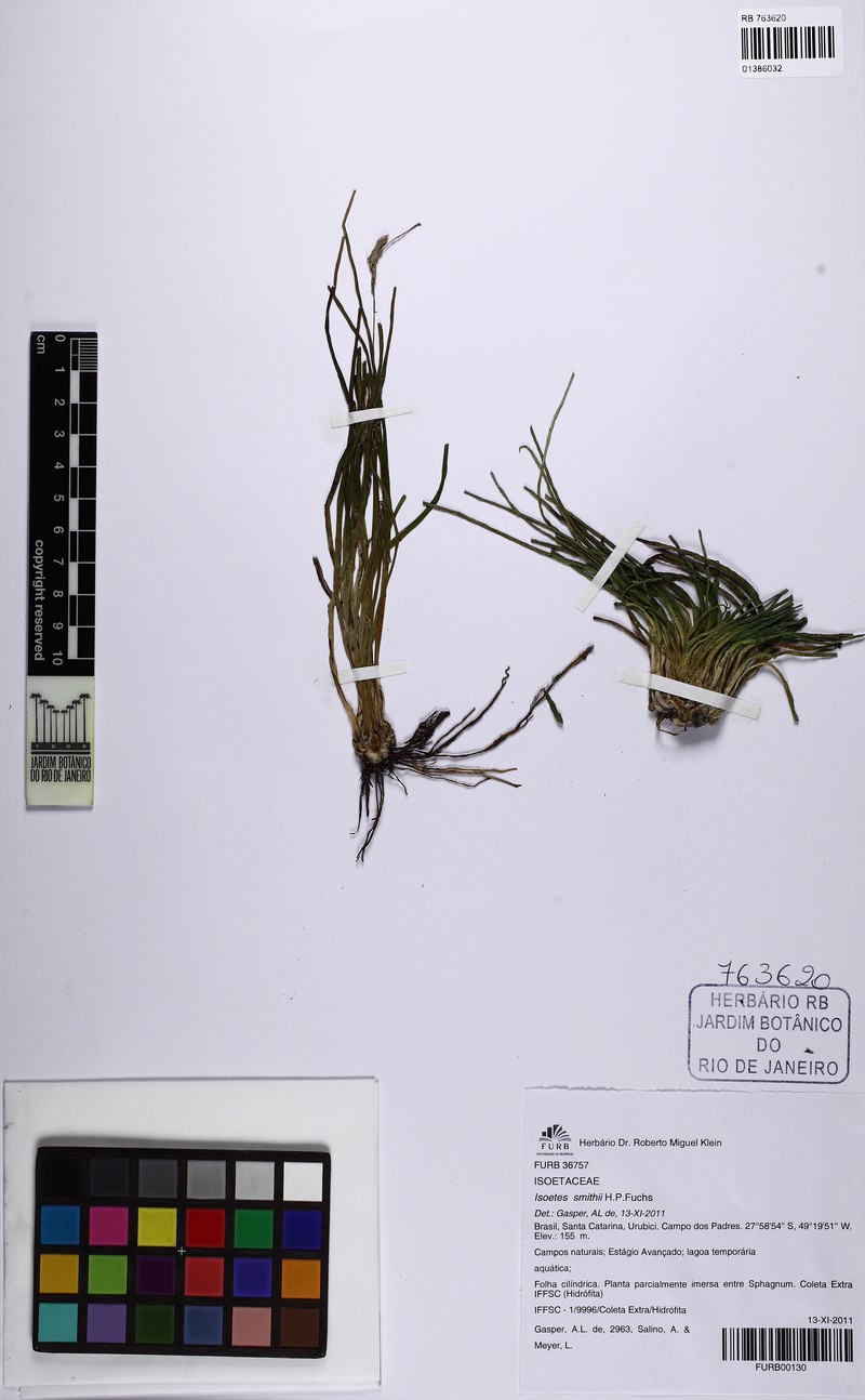 Isoetes smithii