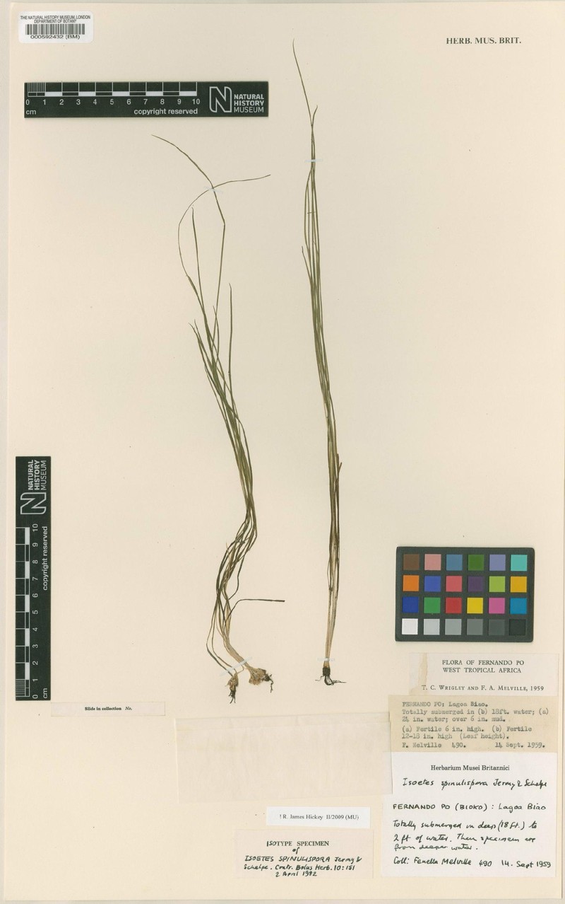 Isoetes spinulospora