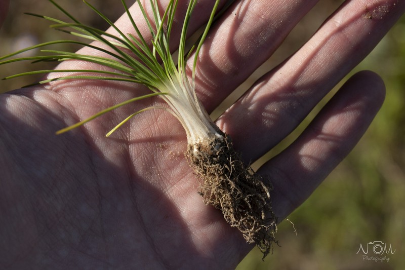 Isoetes stellenbossiensis