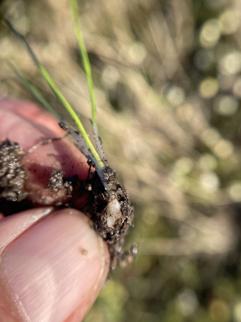 Isoetes stellenbossiensis photo 2