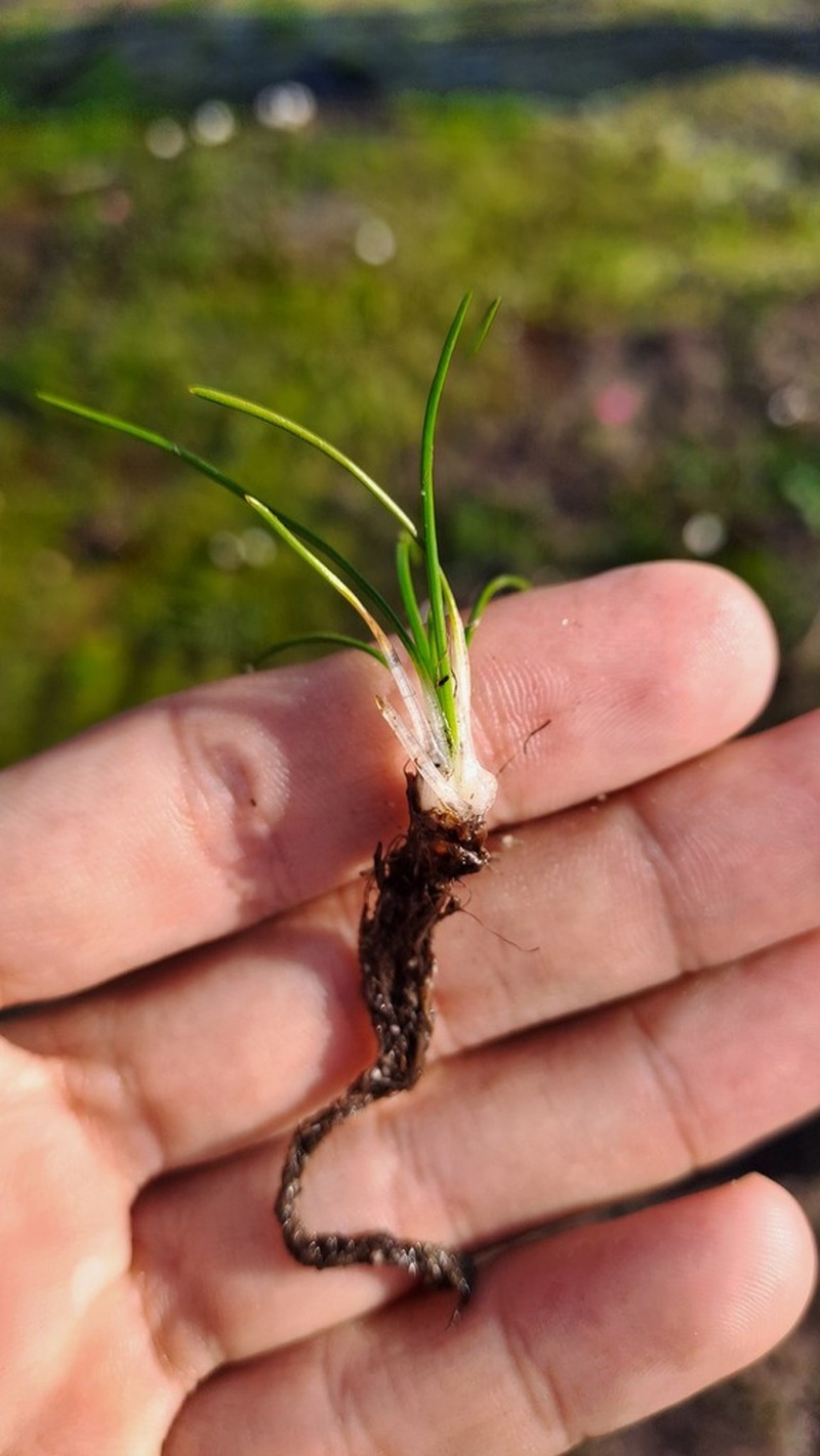 Isoetes stellenbossiensis photo 3