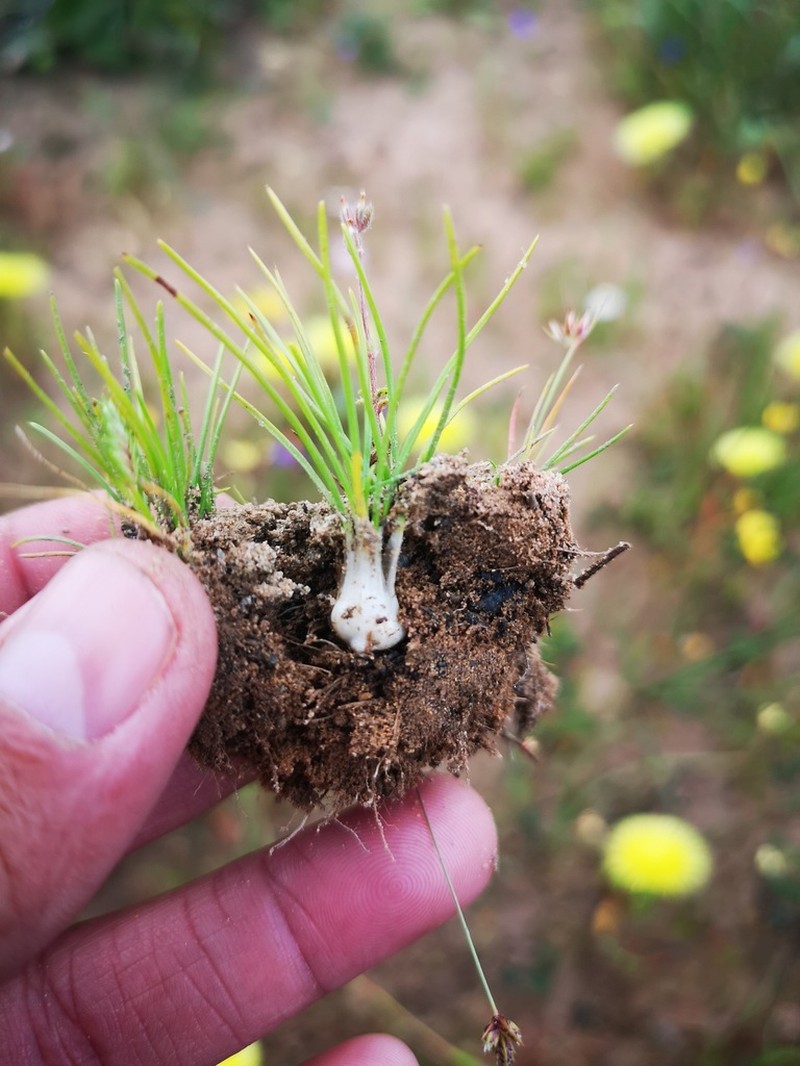 Isoetes stellenbossiensis photo 4