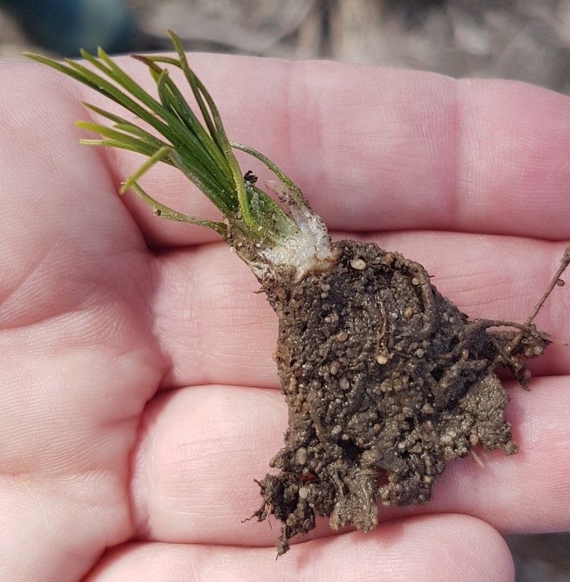 Isoetes stellenbossiensis photo 5