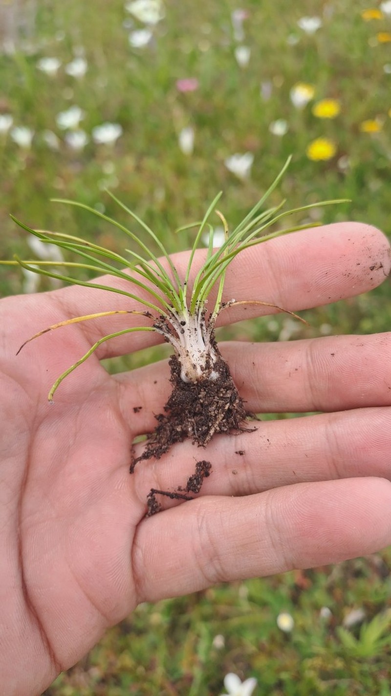 Isoetes stellenbossiensis photo 6