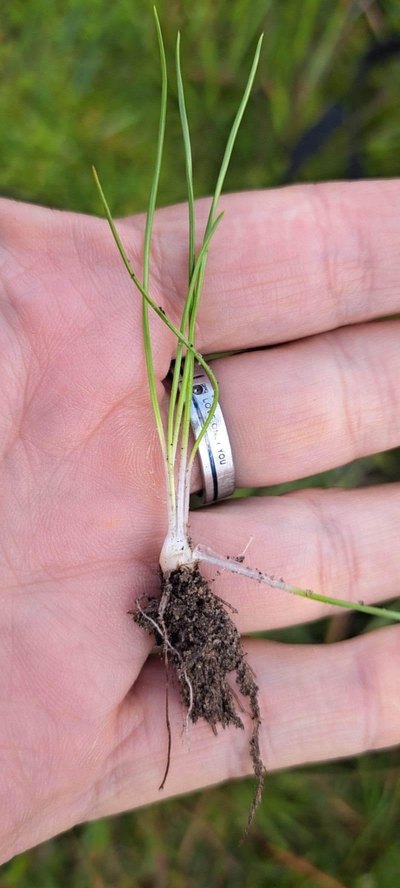 Isoetes stellenbossiensis photo 7
