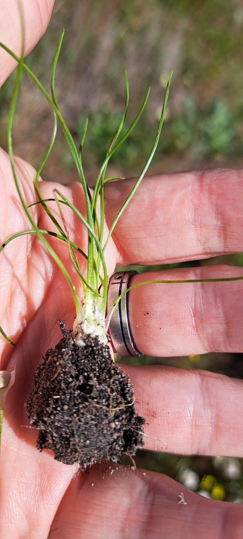 Isoetes stellenbossiensis photo 8