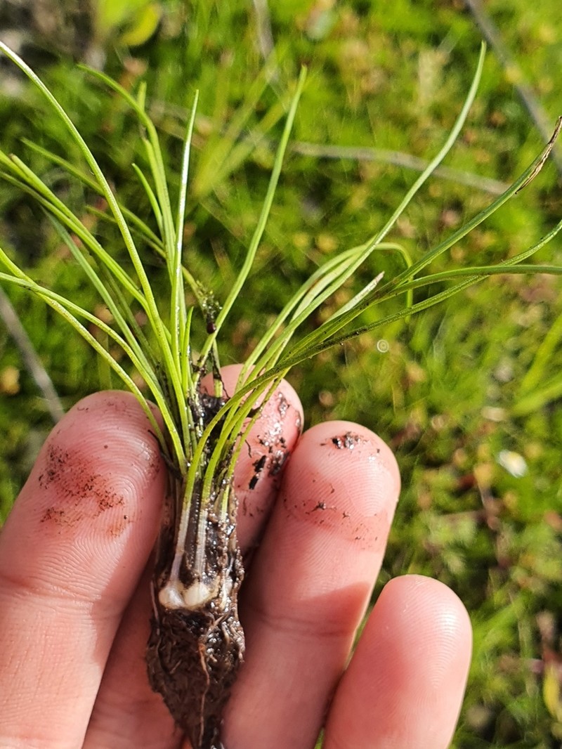 Isoetes stephanseniae