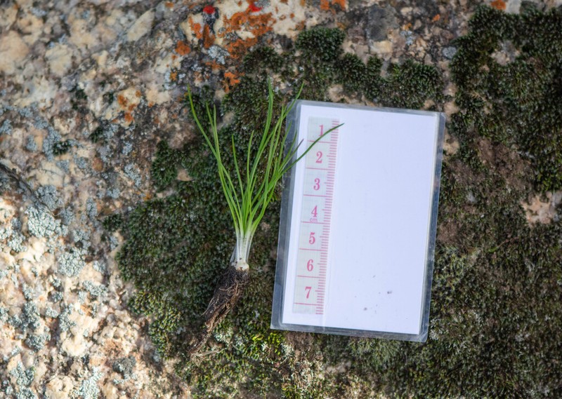 Isoetes stephanseniae photo 2