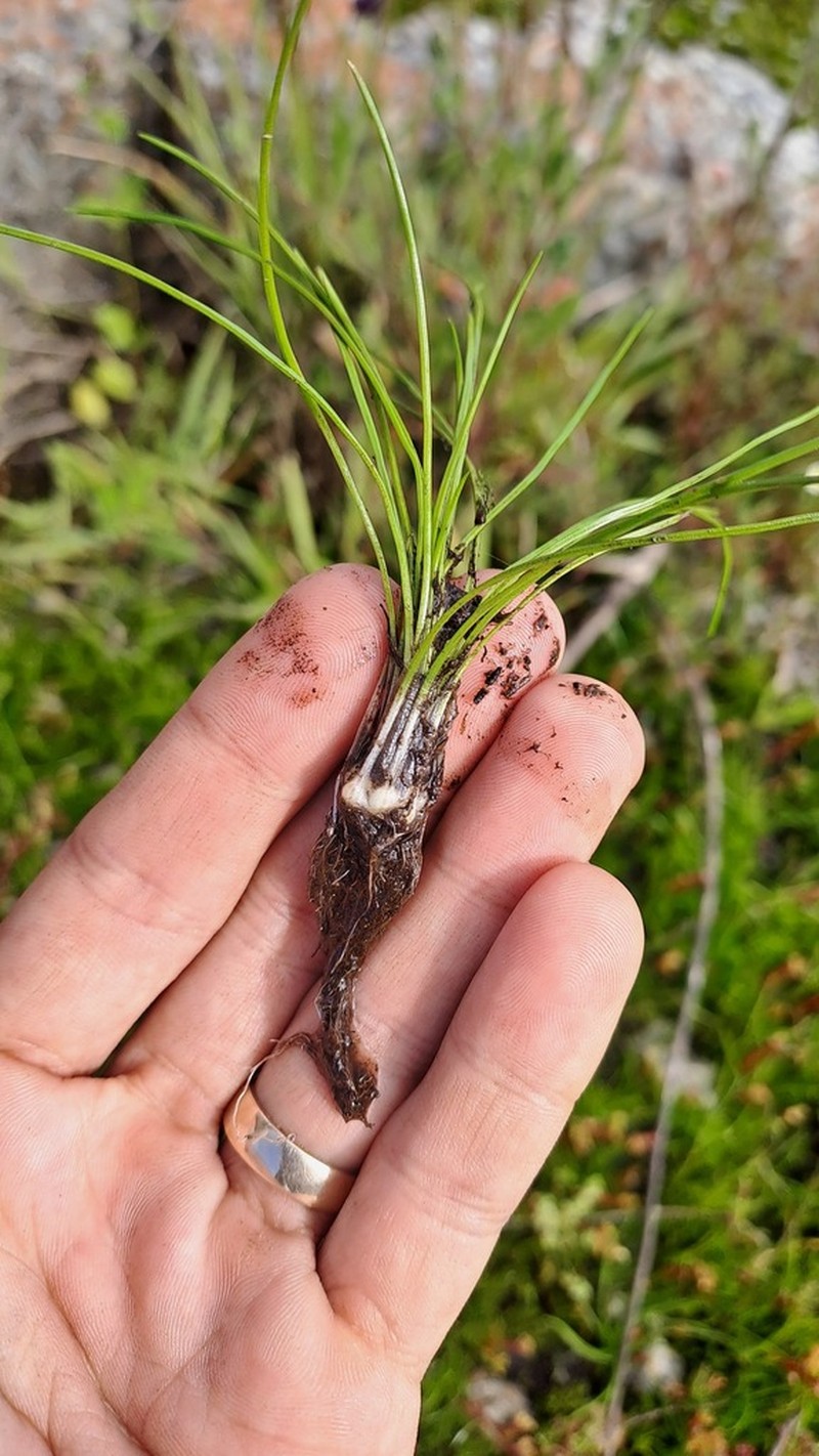 Isoetes stephanseniae photo 3