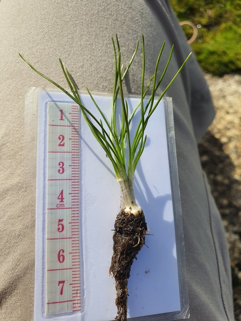 Isoetes stephanseniae photo 4