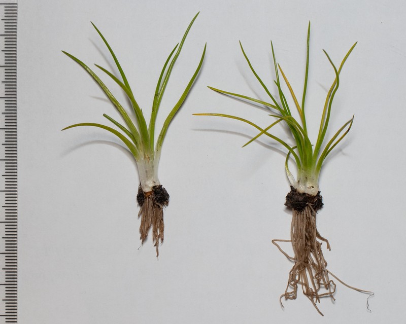 Isoetes stephanseniae photo 5