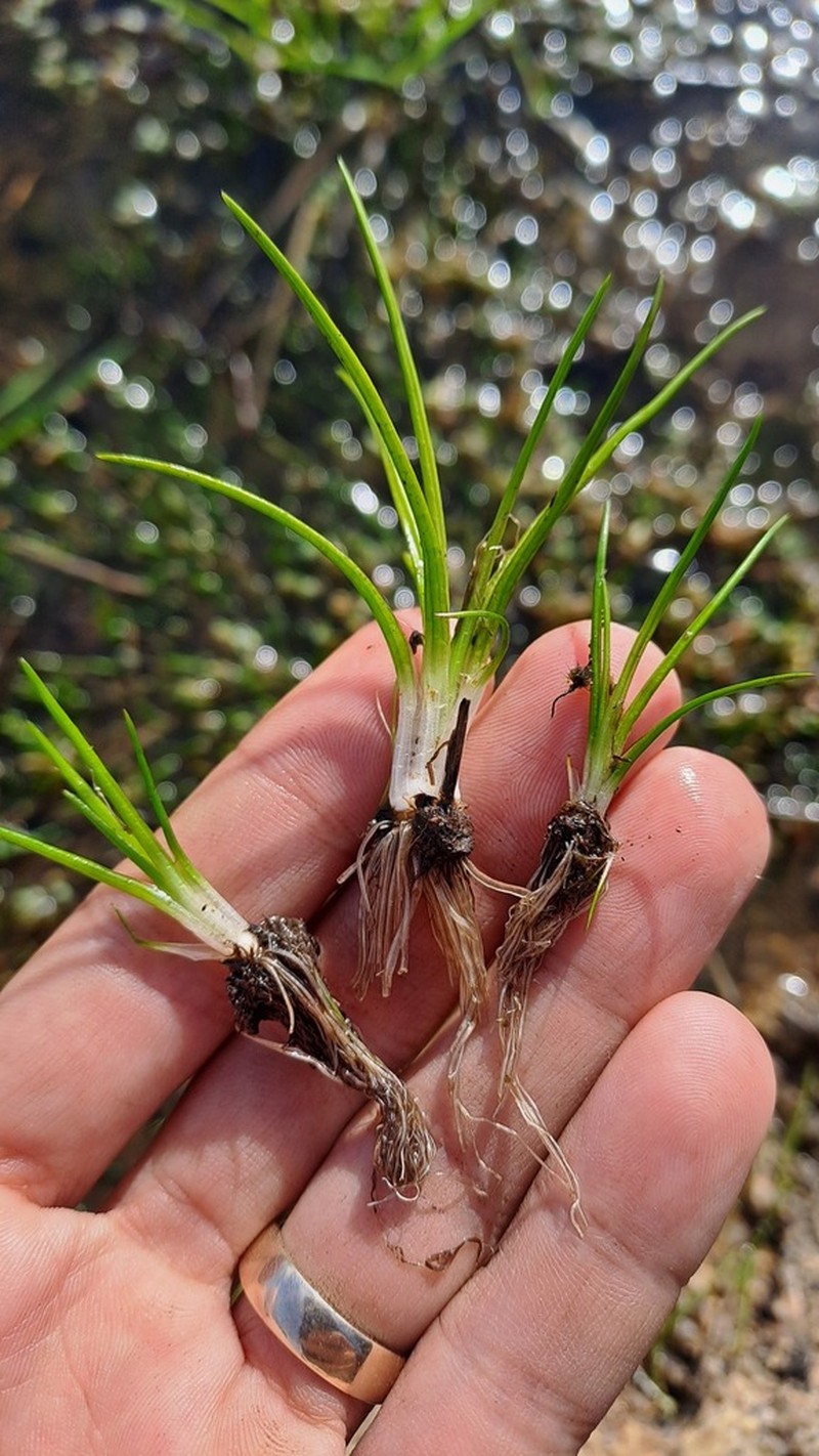 Isoetes stephanseniae photo 6